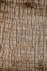 old palm tree texture