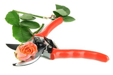 Garden secateurs and rose isolated on white