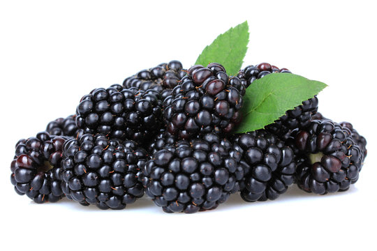 Sweet blackberry isolate on white