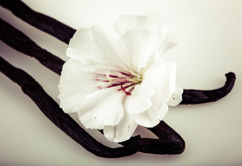 Fototapeta na wymiar Vanilla Bean And Flower