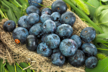 Blueberries on sackcloth on grass