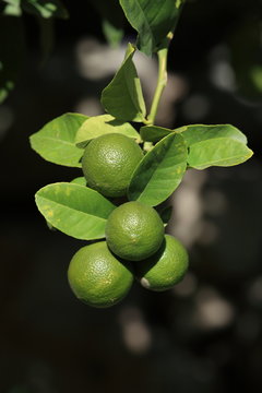 Limetten Zitrusfr&uuml;chte