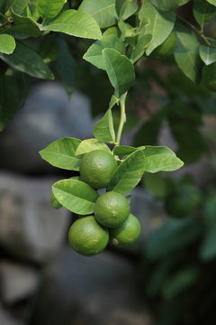 Limetten Zitrusfr&uuml;chte