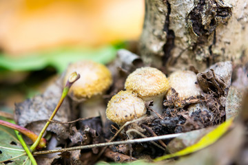 agaric mushrooms