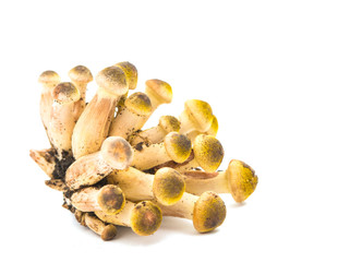 edible mushrooms honey isolated