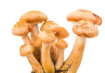 edible mushrooms honey isolated