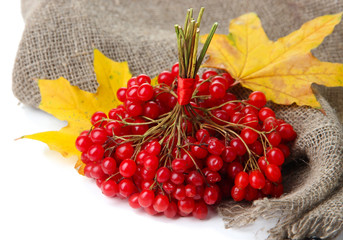 Red berries of viburnum on sackcloth napkin, isolated on white