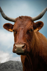 Naklejka premium Vache Salers