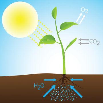 Scheme of photosynthesis