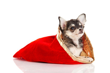 chihuahua isolated on white background