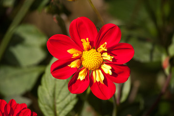 Dahlia collorette dandy