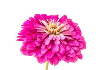 Isolated Zinnia Flower