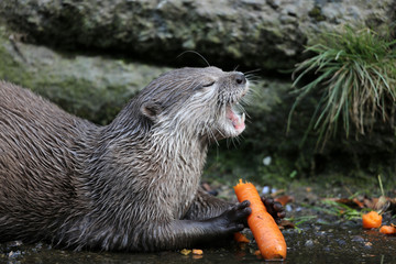 Fischotter