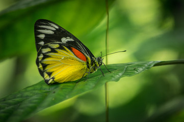 Obraz premium butterfly