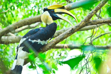 Great hornbills are monogamous breeders