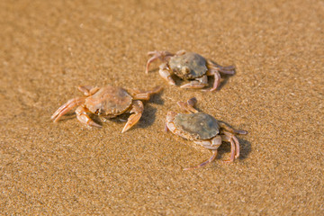 Baby crab on the sea shore