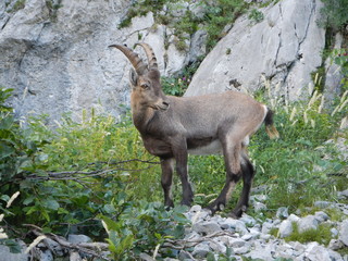 jeune bouquetin