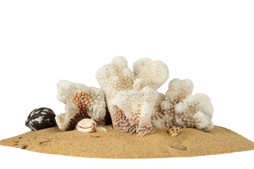 Hawaian corals in white background