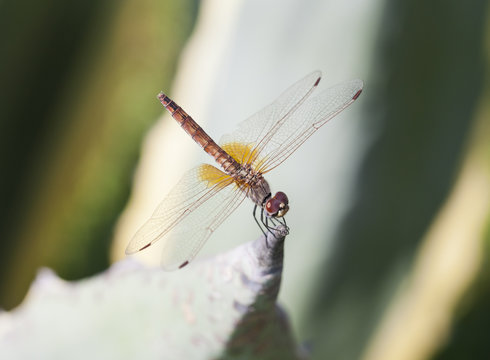 dragonfly macro