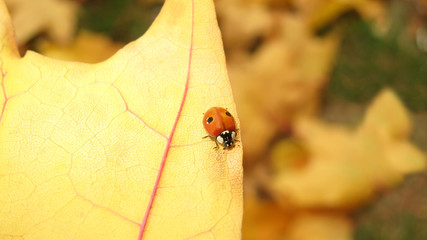 ladybug on a yellow piece of paper fall