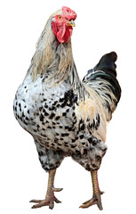 Colorful Rooster Isolated On White