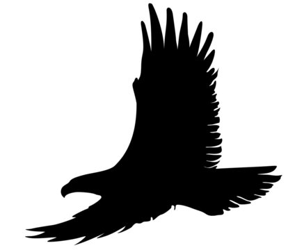 recommend clip art: eagle silhouette