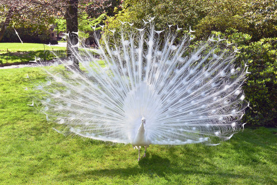 Fototapeta white peacock with flowing tail