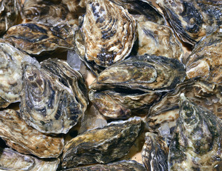 closed oysters seafood store