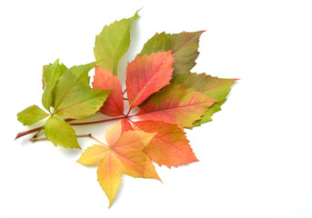 Herbstliche Weinblätter