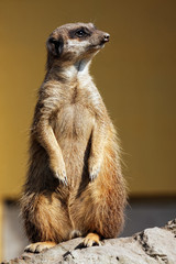Fototapeta premium Suricata in the zoo