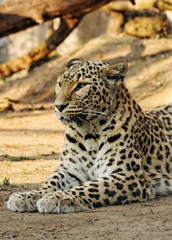 Obraz na płótnie Canvas Leopard in the zoo