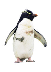 Isolierter schmutziger Pinguin