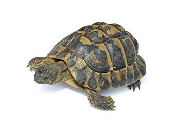 tortue terrestre d'Hermann
