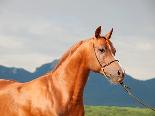portrait of wonderful sorrel  arabian stallion