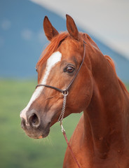 Obraz premium portrait of beautiful sorrel arabian stallion