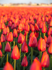 field of red orange tulips