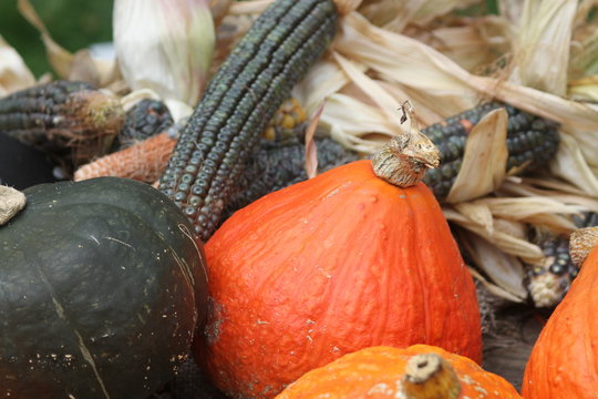 Heirloom Squash And Corn