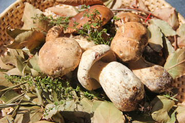 Boletus mushrooms in a wicker basket - close up