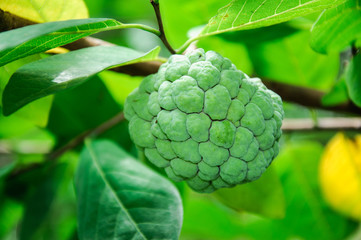 Fototapeta premium Custard apple fruit,Annona squamosa