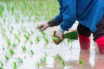 Fototapeta premium Thai farmer planting on the paddy rice farmland