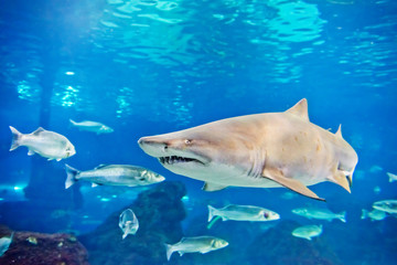 Fototapeta premium sand tiger shark (Carcharias taurus) underwater close up portra
