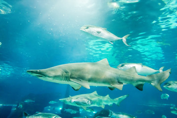 Fototapeta premium sand tiger shark (Carcharias taurus) underwater close up portra