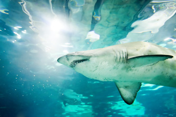 sand tiger shark (Carcharias taurus)  underwater close up portra