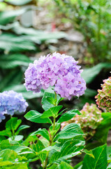 Hydrangea flowers