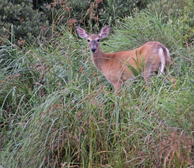 A White-tailed Deer (Odocoileus virginianus)