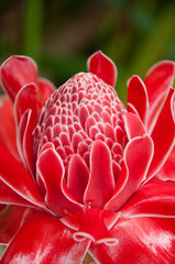 torch ginger against lush tropical growth