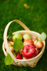 Organic apples in a basket