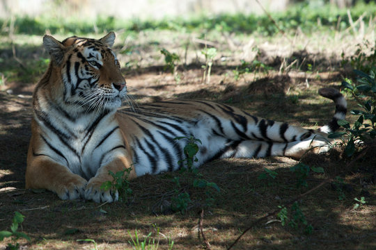 tiger