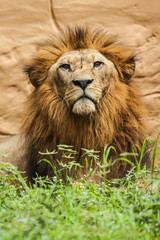 Naklejka premium Lion