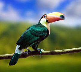 Toco Toucan © JackF